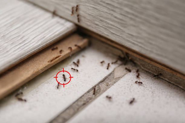 Best Bed Bug Extermination  in Louisa, KY