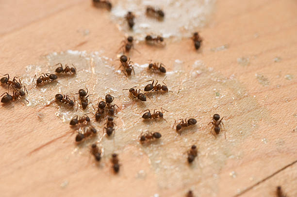 Best Pest Prevention Services  in Louisa, KY